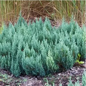 Ялівець горизонтальний Блю Форест (Juniperus horizontalis ‘Blue Forest’)
