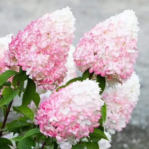 Гортензія волотиста Pink & Rose (Пінк енд Роуз)